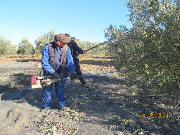 Harvesting the olives